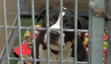 rochester animal shelter