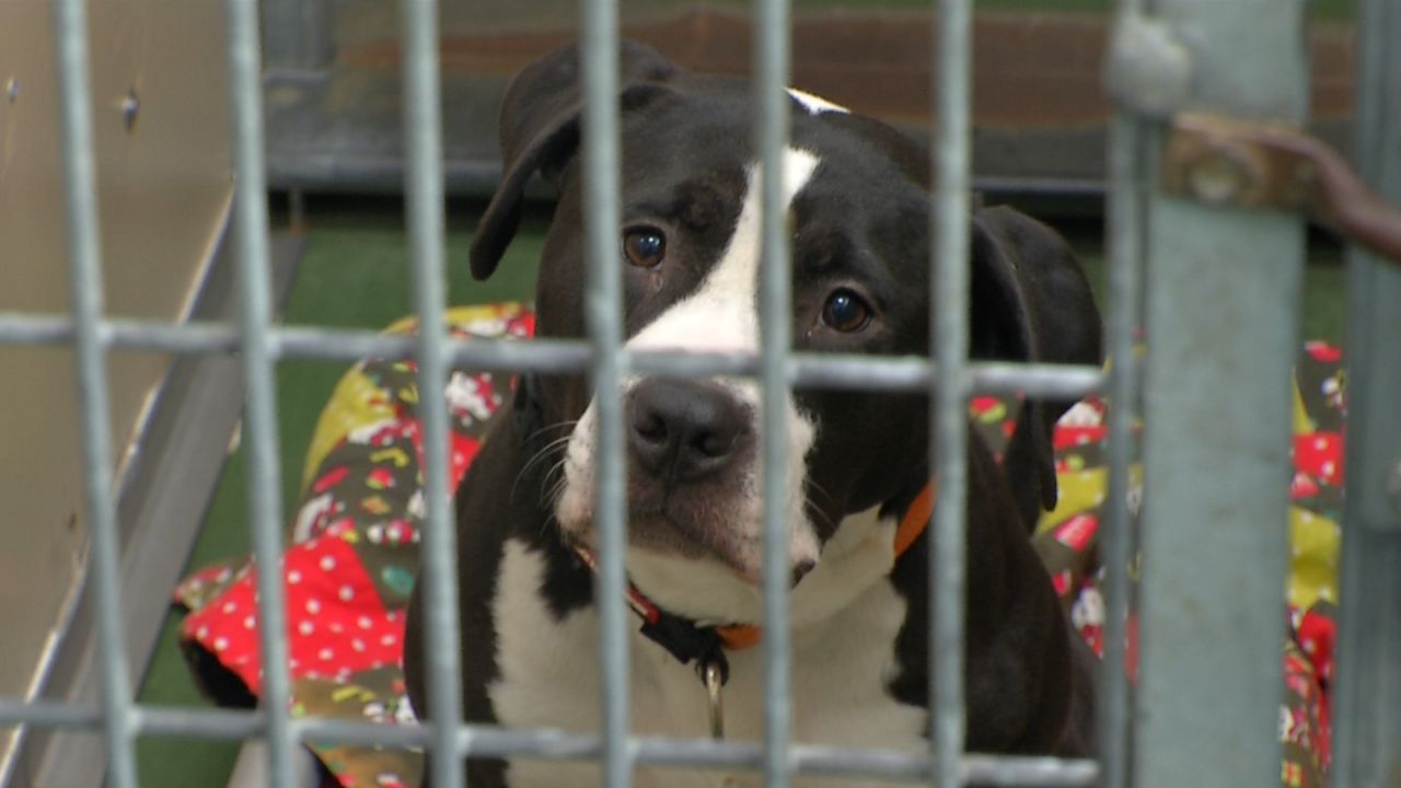 rochester animal shelter