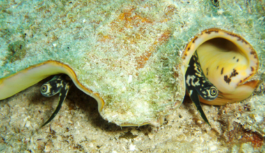 "Strombus gigas (queen conch) (Grand Cayman Island, Caribbean Sea)" by James St. John