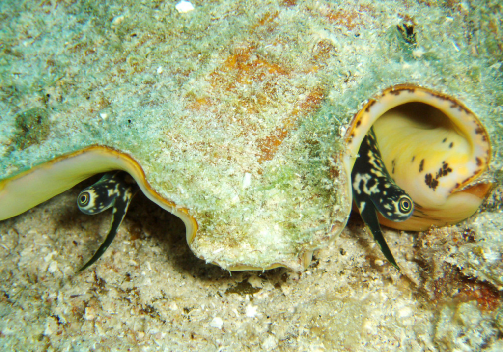 "Strombus gigas (queen conch) (Grand Cayman Island, Caribbean Sea)" by James St. John