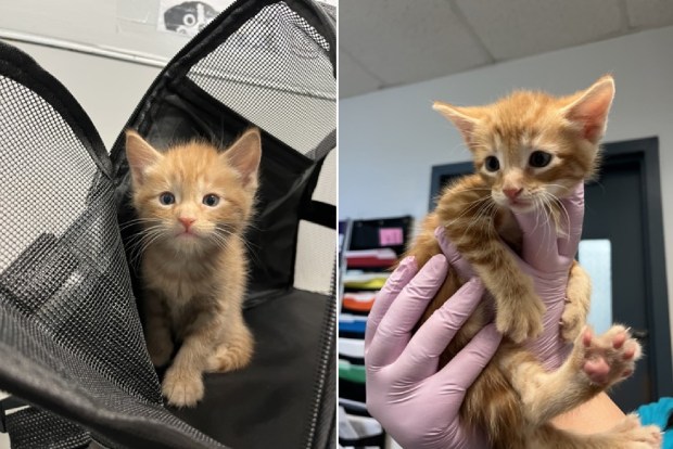 Furrgee Anunoby, left, and Meowkal Bridges will be available at the pop-up event at The Spot BK on Saturday, July 18. (NYCACC)