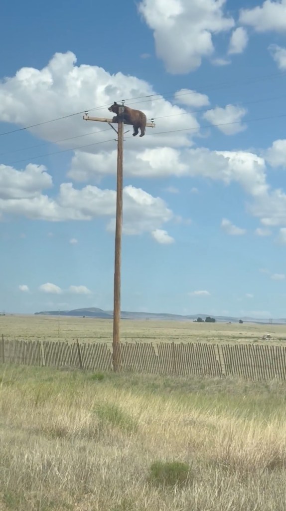 A brown bear perched on a utility pole against a blue sky with white clouds.