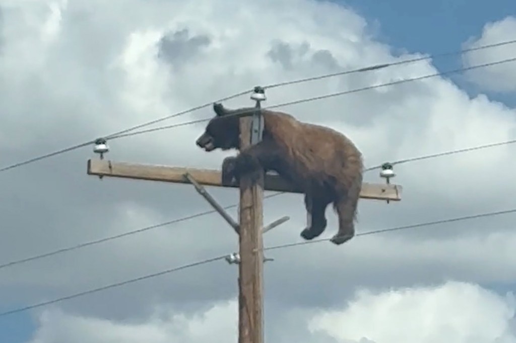 A brown bear straddles a power line pole under a cloudy sky.