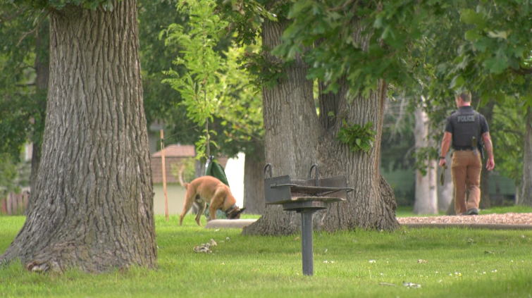 dog searching a park with a police officer
