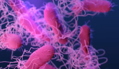 Cyclospora