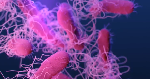 Cyclospora