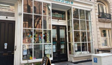 Brooklyn Cat Cafe spotlights adoption for National Kitten Day • Brooklyn Paper