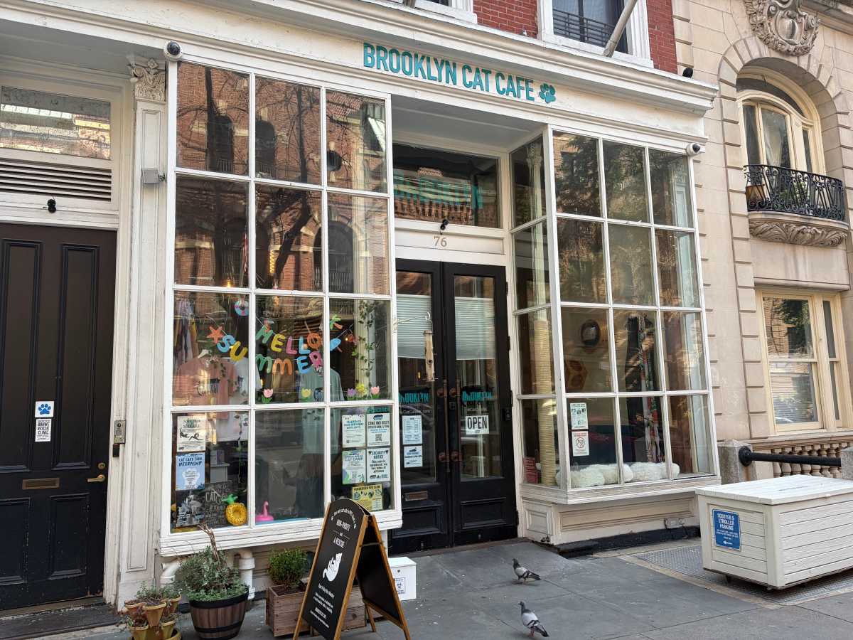 Brooklyn Cat Cafe spotlights adoption for National Kitten Day • Brooklyn Paper
