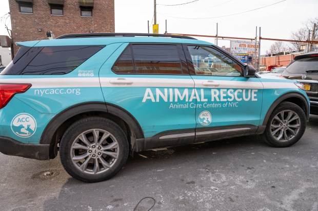 Animal Care Centers of NYC, the city's largest animal shelter, is running out of space and is so close to capacity that it is making cuddly cats and dogs available for just $25. (Theodore Parisienne / New York Daily News)