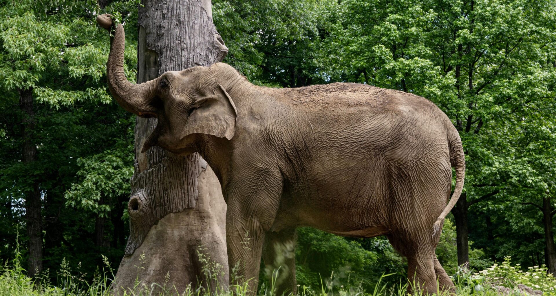 Bronx Zoo Evaluating Future Of Patty, Its Last Remaining Elephant; Sanctuary Under Consideration