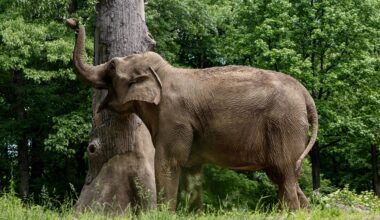 Bronx Zoo Evaluating Future Of Patty, Its Last Remaining Elephant; Sanctuary Under Consideration