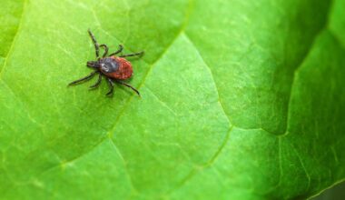 Ticks are ‘creeping’ into Queens parks: Report – QNS