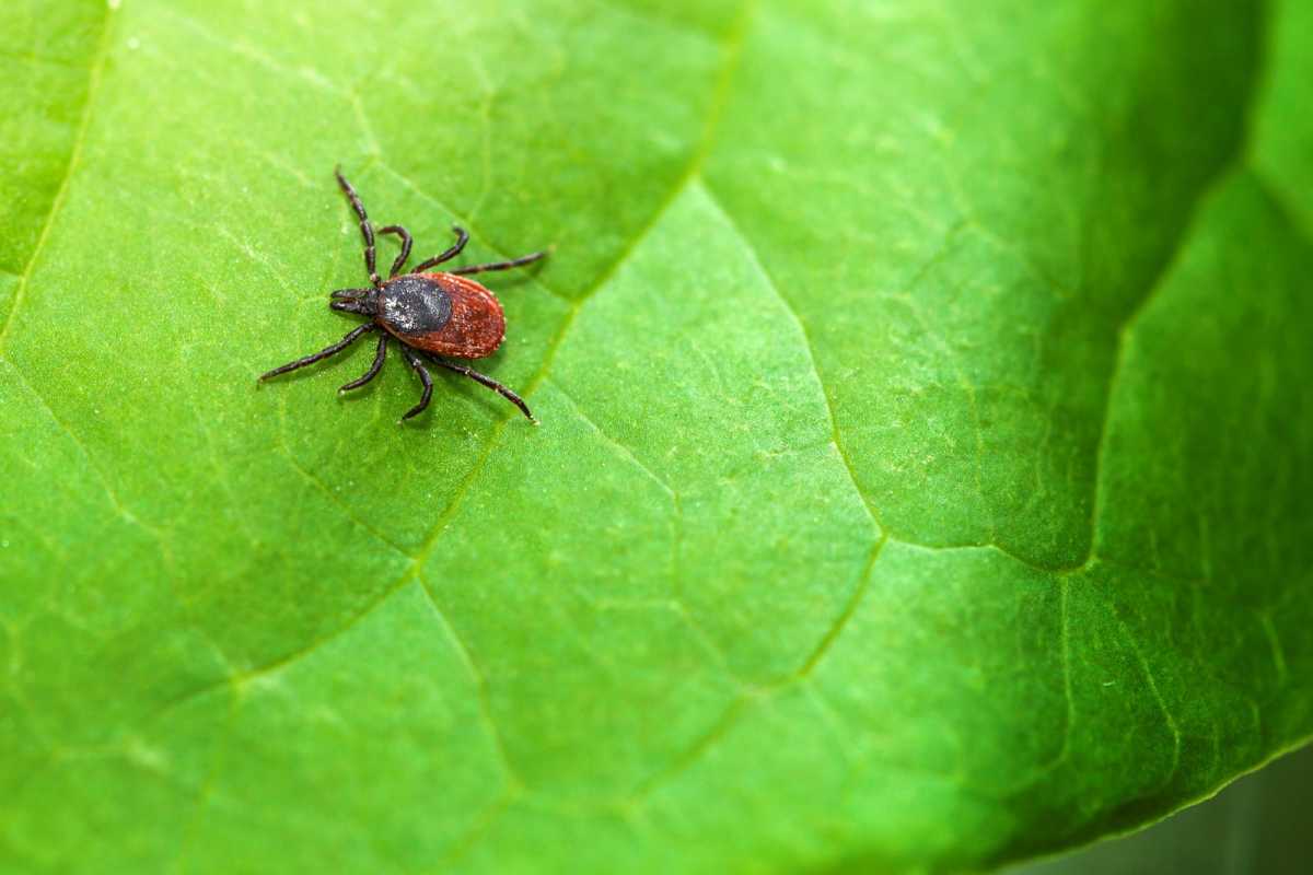 Ticks are ‘creeping’ into Queens parks: Report – QNS