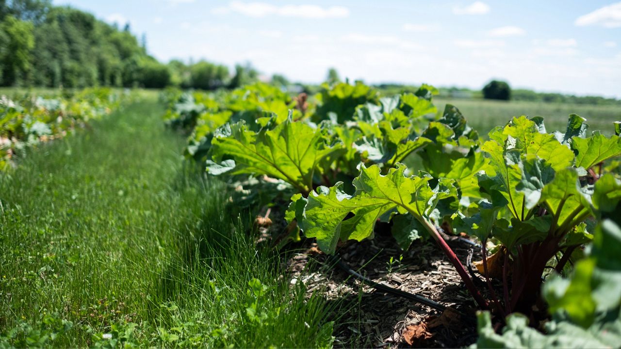 Rhubarb grows in Geneva at Cornell Agritech's research farm.