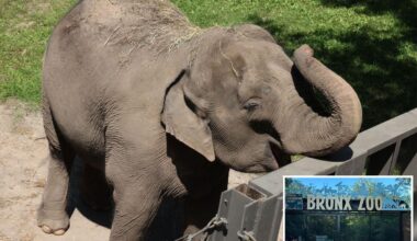 Bronx Zoo may move last remaining elephant 'Patty' to Tennessee sanctuary: report