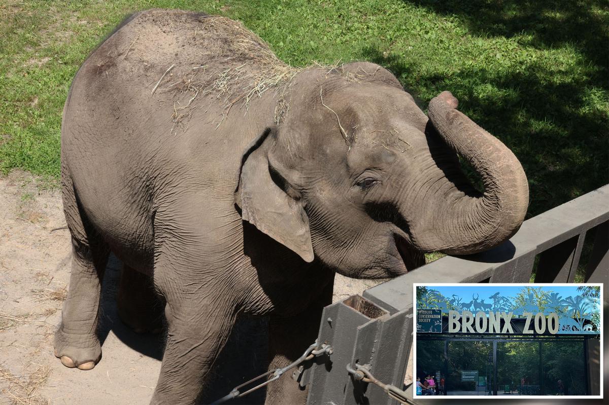 Bronx Zoo may move last remaining elephant 'Patty' to Tennessee sanctuary: report