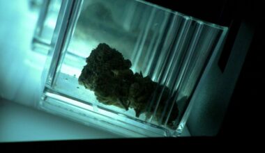 New York targets youth cannabis risks