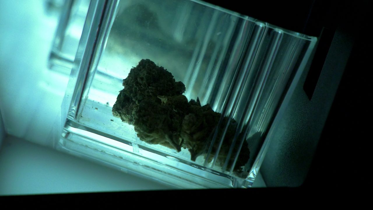 New York targets youth cannabis risks