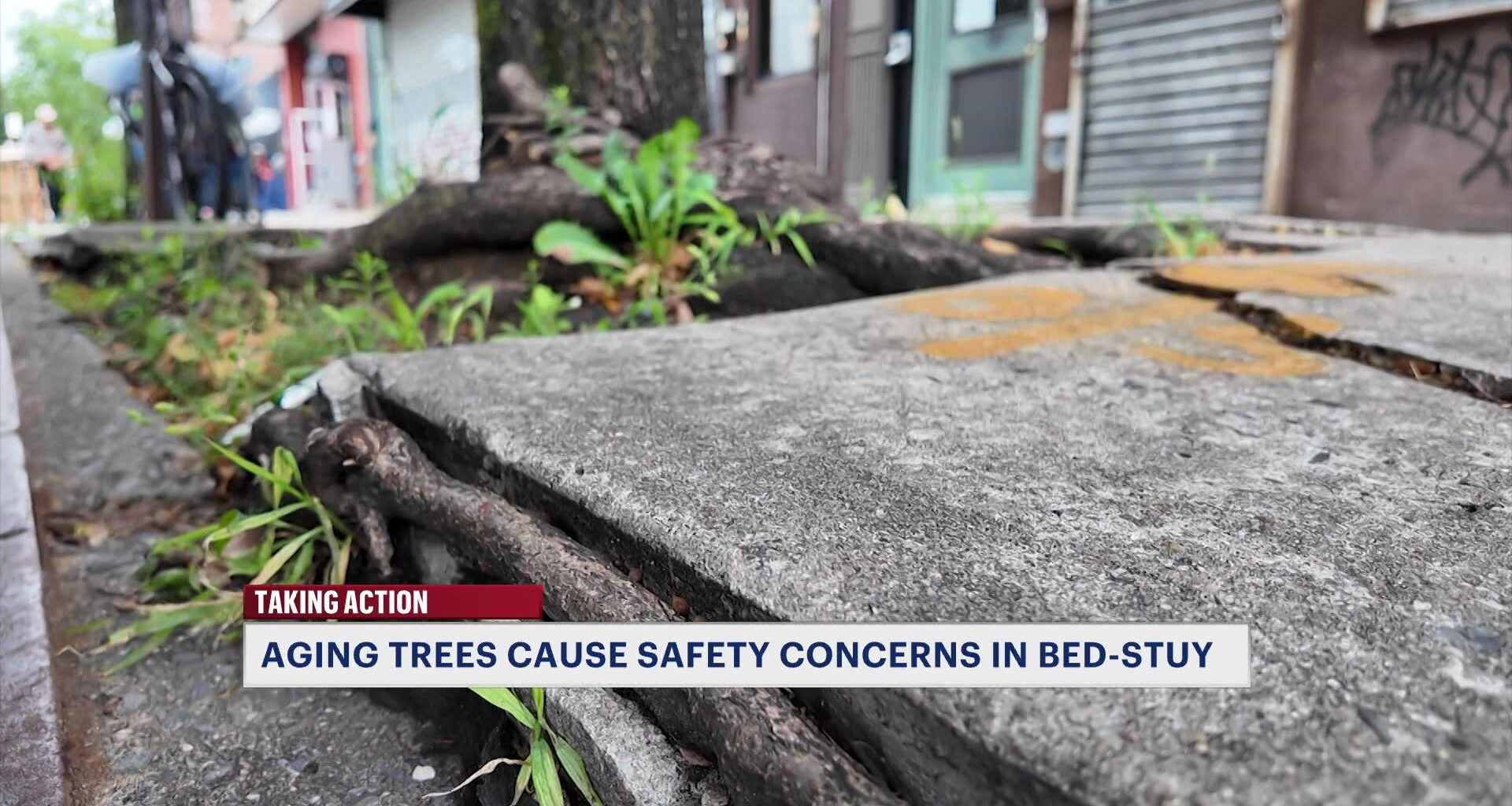 News 12 | Brooklyn | Aging Trees Along A Stretch Of Fulton St In Bed Stuy Are Causing Safety Concerns For Some Residents