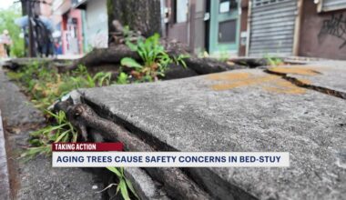 News 12 | Brooklyn | Aging Trees Along A Stretch Of Fulton St In Bed Stuy Are Causing Safety Concerns For Some Residents