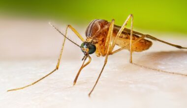 NYC to spray against West Nile Virus: What to know