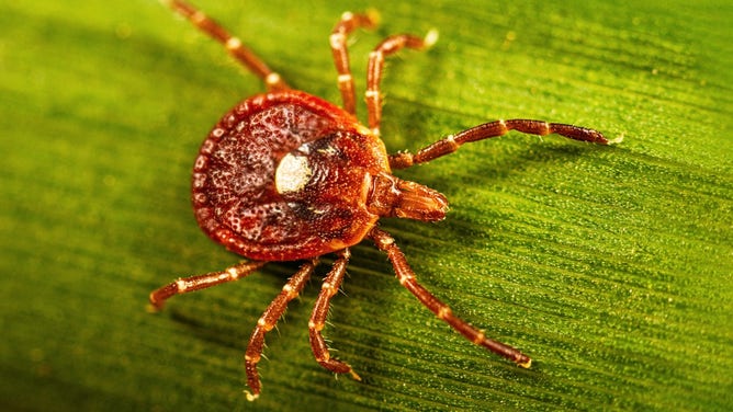 A photo of Amblyomma americanum (Lone star tick).