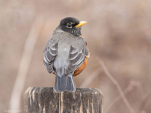 An American robin. Photo: Heather Wolf