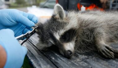 Rabid raccoon