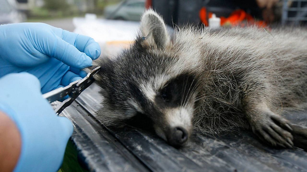 Rabid raccoon