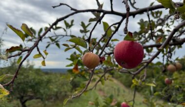 An apple growing on a tree at Ayres Family Orchard in Owenton, Kentucky