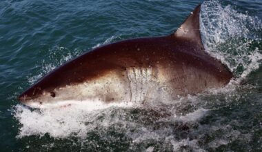 New Yorker Hospitalized After Shark Attack In Empire State