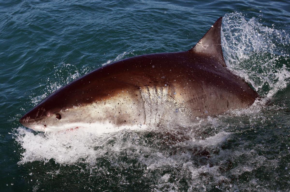 New Yorker Hospitalized After Shark Attack In Empire State