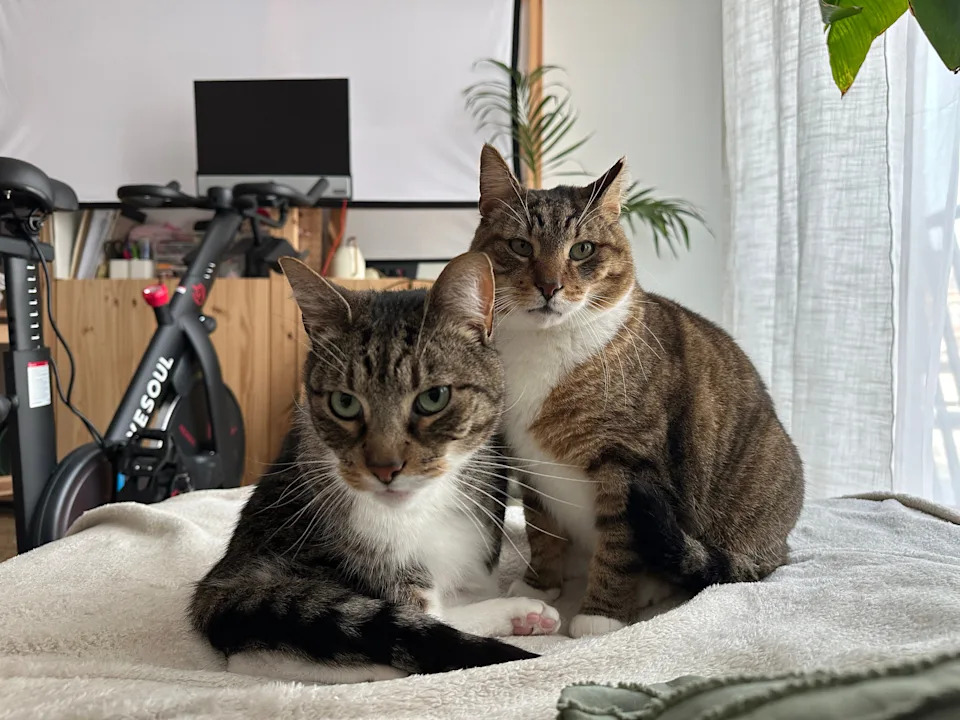 Vivienne Yang's two cats.