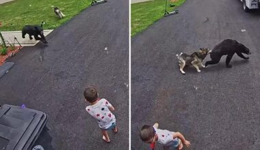 Connecticut family's dog fights off bear that charged 6-year-old boy: video