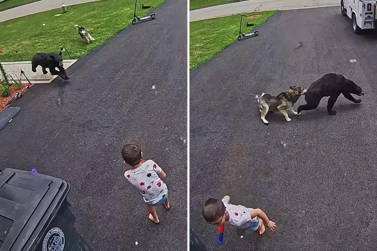 Connecticut family's dog fights off bear that charged 6-year-old boy: video
