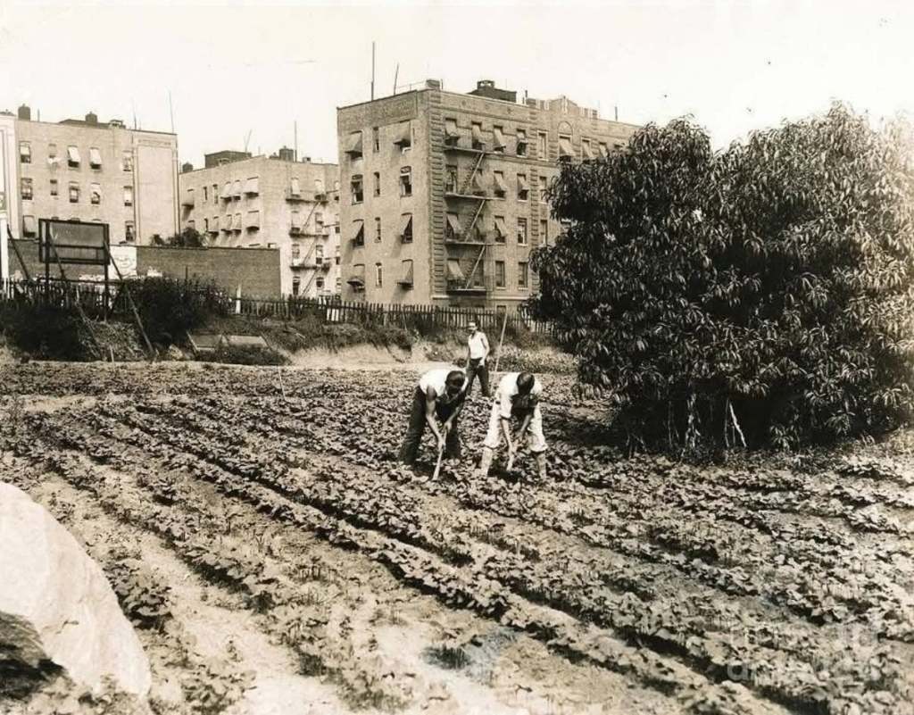 Historical black and white image of individuals working in a vegetable garden, with apartment buildings in the background.