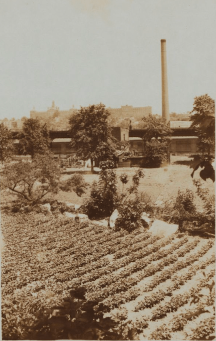 A sepia-toned photograph of a garden with neatly arranged rows of plants in the foreground, a small tree nearby, and a distant industrial building with a tall chimney in the background.