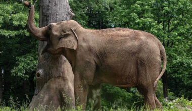 New York Zoo Contemplating Transferring Its Last Elephant to Sanctuary So the Animal Isn’t Alone