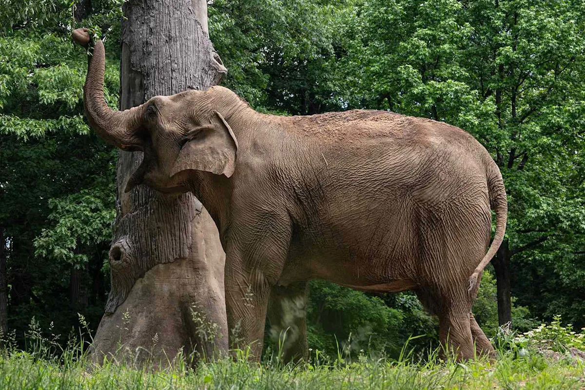 New York Zoo Contemplating Transferring Its Last Elephant to Sanctuary So the Animal Isn’t Alone