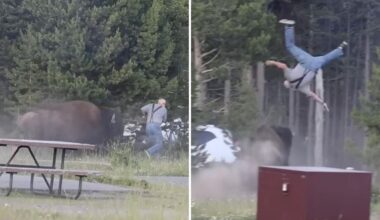 Massive bison tosses Yellowstone tourist into the air in shocking attack
