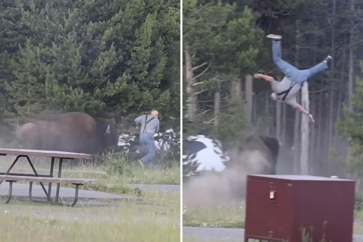 Massive bison tosses Yellowstone tourist into the air in shocking attack