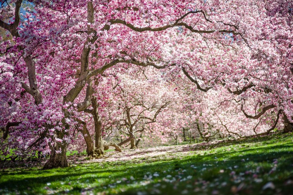 Blooming cherry blossom trees arch over a sunlit grassy path.