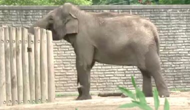 the buffalo zoo