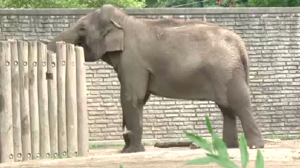the buffalo zoo