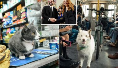NYC budget provides $1.5M in freebies for furry friends — including new pet-food pantry