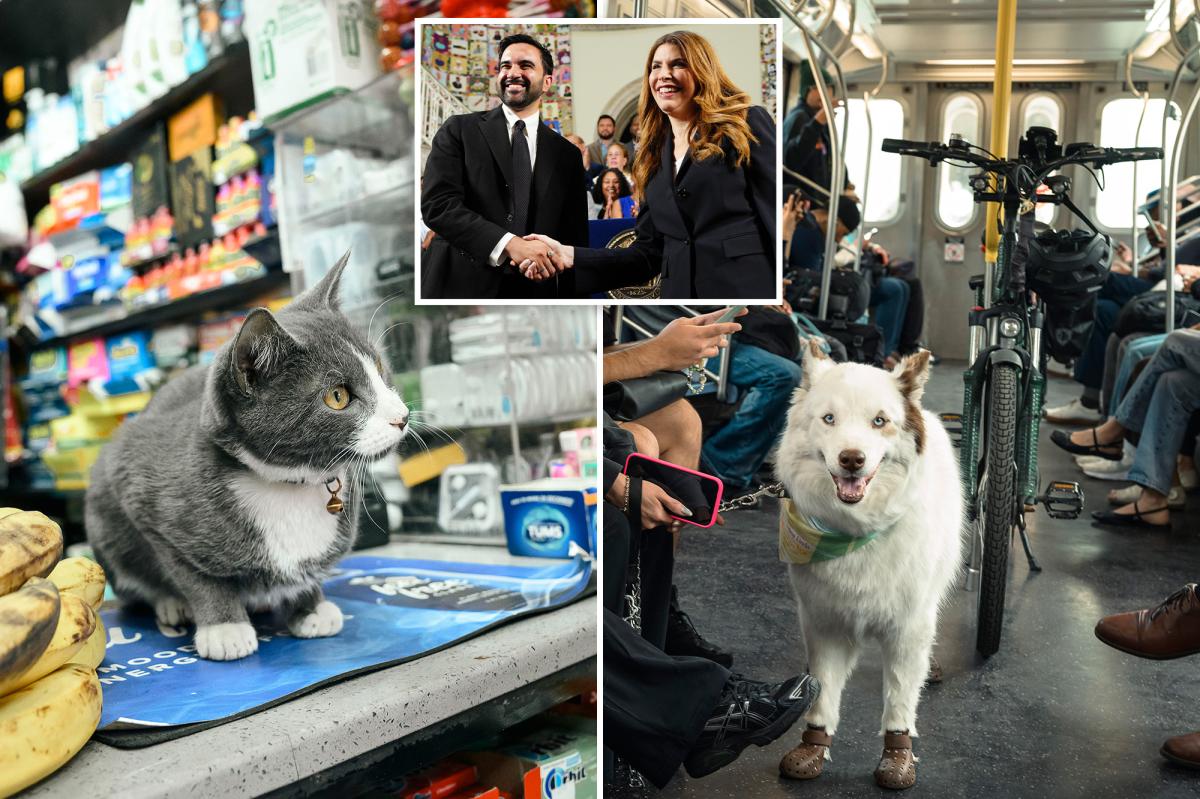NYC budget provides $1.5M in freebies for furry friends — including new pet-food pantry