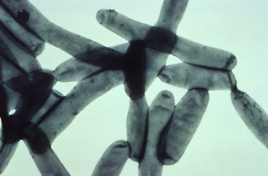 Transmission electron micrograph of Legionella pneumophila bacteria undergoing cell division, magnified 43,700 times.