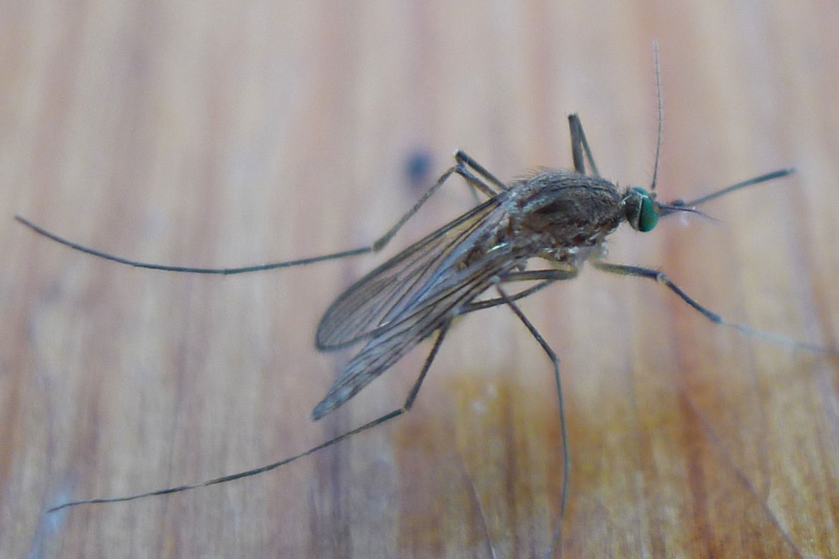 Mosquito Spraying Planned For Brooklyn