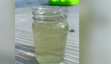 Beaches across Northern New York on alert due to cyanobacteria