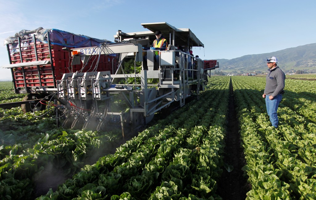 A man watches as a water jet harvester cuts rows of romaine lettuce in a field.